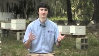 Episode 3: Small Hive Beetle