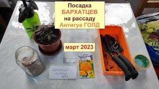 Бархатцы. Посадка семян на рассаду. Март 2023