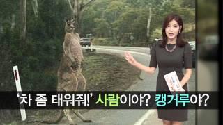 사람이야? 캥거루야? '차 좀 태워줘!' Giant kangaroo is on the road