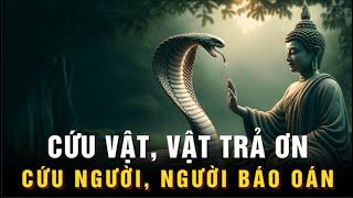 Lời Phật Dạy Cực Thấm - Cứu vật thì vật trả ơn, còn cứu người thì bị người báo oán