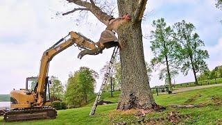 Huge yard tree, Everything goes wrong‼️