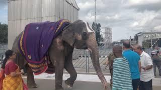 Sri Vari Elephants Avanija  @ Tirumala temple...!