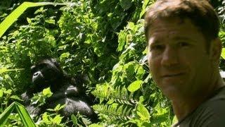 Gorilla shows Steve who's boss | Deadly 60 | Series 2 | BBC