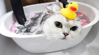 猫咪洗澡，逃跑不说还生气咬人！｜花花与三猫 Cat Live