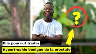 Le prunier d’Afrique pourrait traiter l’hypertrophie bénigne de la prostate. ￼