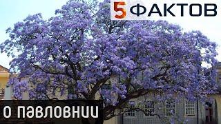 ⭐️ 5 ПОРАЗИТЕЛЬНЫХ фактов о сказочном дереве ПАВЛОВНИЯ!