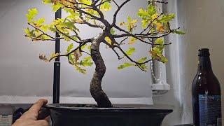 The Elegance of The English Oak Bonsai