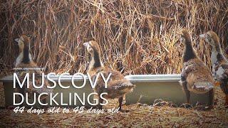 Muscovy Ducklings RAMBON: 44 Days Old to 45 Days Old