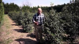Annapolis Evergreen Trees