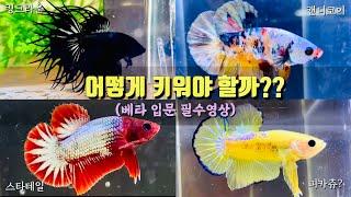 베타 물고기 키우기 안죽이고 건강하게 기르는 5가지 방법(수온, 스트레스, 환경, 종류, 입양처)