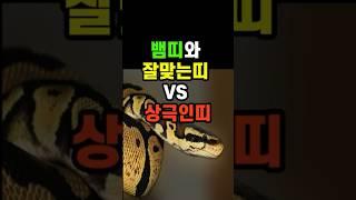뱀띠와 잘맞는띠 상극띠 #풍수 #띠별운세 #이슈 #뱀띠 #뱀띠운세 #띠운세 #대운