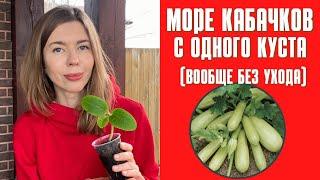 Сажаю всего один куст кабачка, а урожай потом некуда девать. Как без ухода вырастить много кабачков