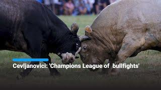 Cevljanovici: 'Champions League of  bullfights'