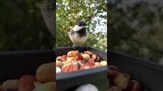 Don’t underestimate Chickadees