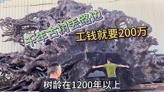 直径13米的千年古树，雕刻费就要200多万！该用来做什么？「老蒋根雕」