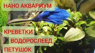 Нано аквариум. Креветки, Петушок, Водорослеед и стайка малышей.Весёлая компания в Нано аквариуме. В7