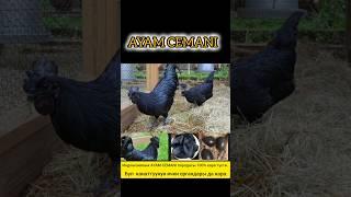 AYAM CEMANI породасы #петух #куры #тоок