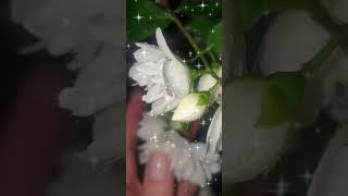  МАГИЯ НОЧИ СОЛНЦЕСТОЯНИЯ..  #магия #мистика #природа #любовь #волшебство #душа #мир #астрология