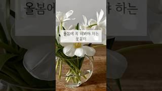 올봄에 이 꽃 어떠세요?