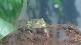 Pixie Frog Nation  The African Bullfrogs