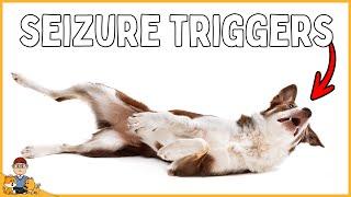 STOP your dog's seizures by identifying these triggers...(veterinarian explains)