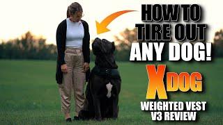 DO THIS To Tire Out ANY Dog - Xdog V3 Weighted Vest Review 