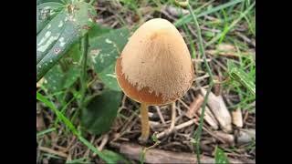 Psathyrella conopilus. Champimaginatis. English Text.