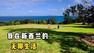 新西兰旅居生活，确实好山好水好无聊，遛狗挖生蚝#新西兰#新西兰的生活 第1156期