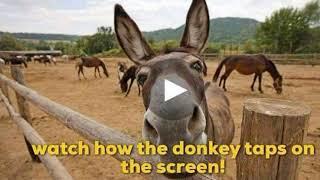 International Donkey Week - Raising awareness for Donkeys