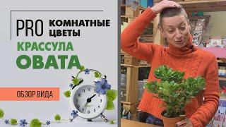 Крассула Овата - классическое денежное дерево | Толстянка