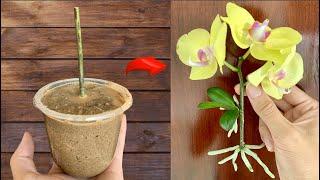 Just sand! Orchid branches grow 500% roots and bloom all year round