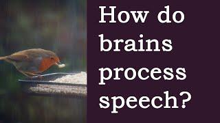 How Does the Brain Understand Speech? An Overview