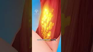 Muscle Tear and  Normal Hypertrophy Explained #short #viralvideo - Creativelearning3d