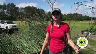 Lake Conroe Native Plant Restoration Program - San Jacinto River Authority