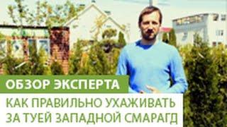 Как правильно ухаживать за туей западной Смарагд