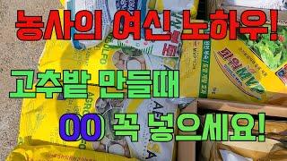 고추밭 만들때 00꼭 넣어보세요!!! 꿀팁, 고추농사 잘 짓는 법!