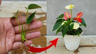 Simple method to propagate Anthurium plant |   How to grow anthurium plant