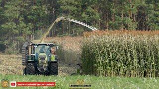 4M hohe Hirse! Beißt sich der Claas Jaguar 960 dort durch? Landwirtschaftlicher Lohnauftrag 2021