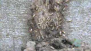 New Orleans termites on the move