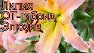 Лилия от-гибрид Элюзив (lilium ot-hybrids elusive)  Элюзив обзор: как сажать, луковицы лилии Элюзив