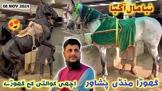 Horse Mandi Peshawar New Updates 08/11/2024 | New Horses Arrived | Kabli & Desi Horse Price | Izhar