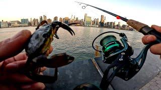 East River Fishing. Tautog (Blackfish) NYC Green Crab Bait