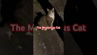 Cute Mystery Cat #catshorts