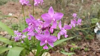 Beautiful Flowers From Home Garden | InspoMedia | Nature