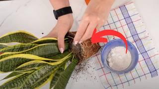 Boost Your Snake Plant's Growth with This Simple Natural Trick