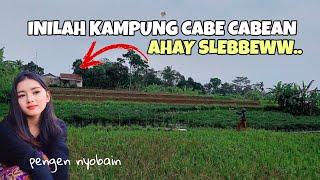 TERJERUMUS DI KAMPUNG CABE CABEAN, PEDESAAN JAWA BARAT, PETUALANGAN ALAM DESAKU