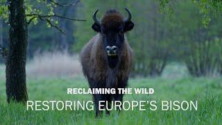 Reclaiming the wild: Restoring Europe's bison