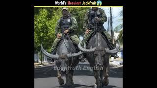 World's Heaviest Jackfruit |#factazd #youtubeshorts #factsinenglish