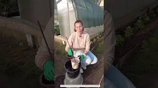ТОМАТЫ НАЧАЛИ ЖЕЛТЕТЬ - МАГНИЕВЫЙ ХЛОРОЗ! КАК БОРОТЬСЯ С ХЛОРОЗОМ