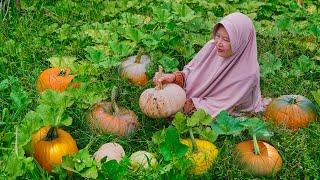 Memetik Labu Kuning di Kebun | Masak Tumis Labu Kuning, Tahu Isi, Telur Dadar, dan Kolak Labu Kuning